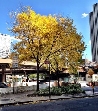 The leaves of the green ash tree turn yellow in early fall.