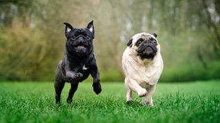Two pugs running in unison over grass