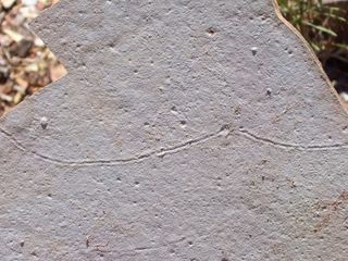 Fossilized line traced through rock