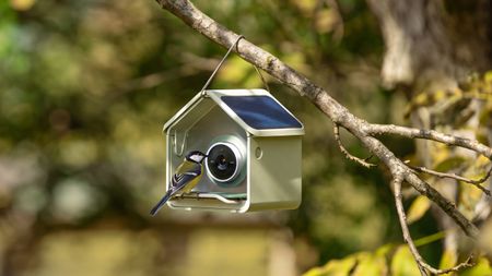 BirdBuddy Nook smart bird feeder