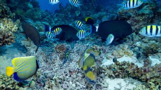 Striped fish and black fish swimming in an aquarium