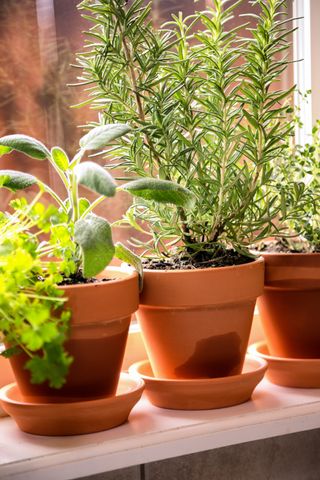 Herbs in terracotta pots in full sun