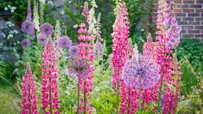 Lupines, foxgloves, and alliums