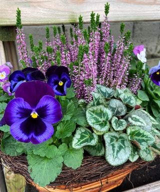 winter container with pansies and heather