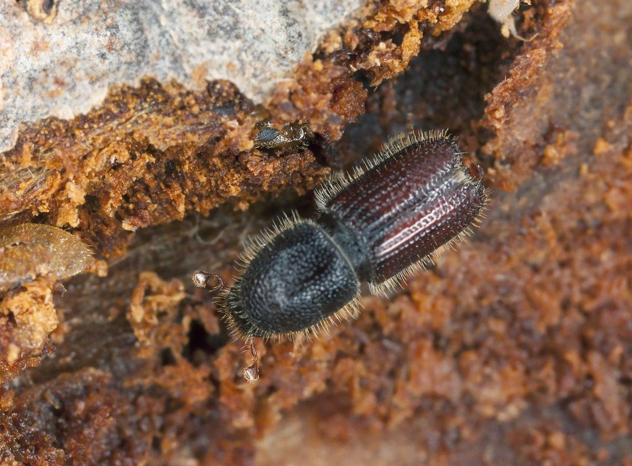 Bark Beetle On Tree