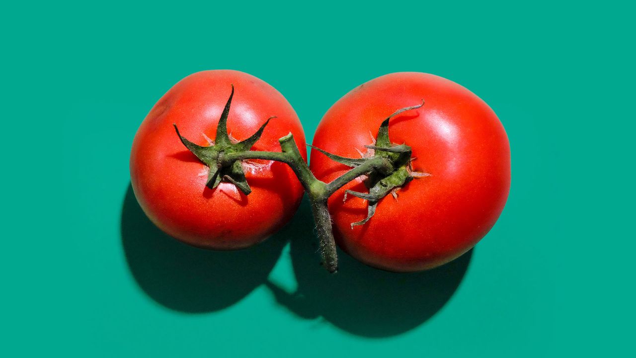 tomatoes on a green background