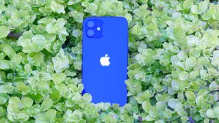 iPhone 12 on a leafy background