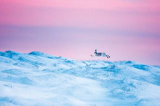 Ben Hall Mountain hare in full sprint Peak District, UK