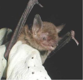 Cave myotis bats arizona bats