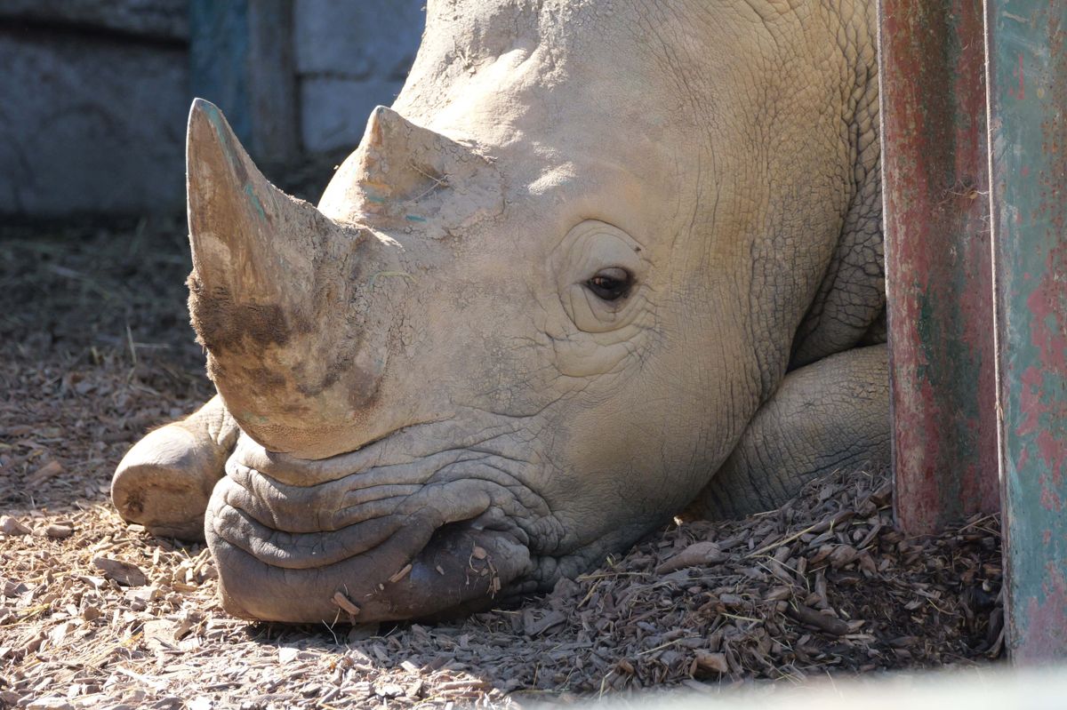 Rhino shot on Panasonic Lumix G9 II