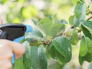 spraying pear trees