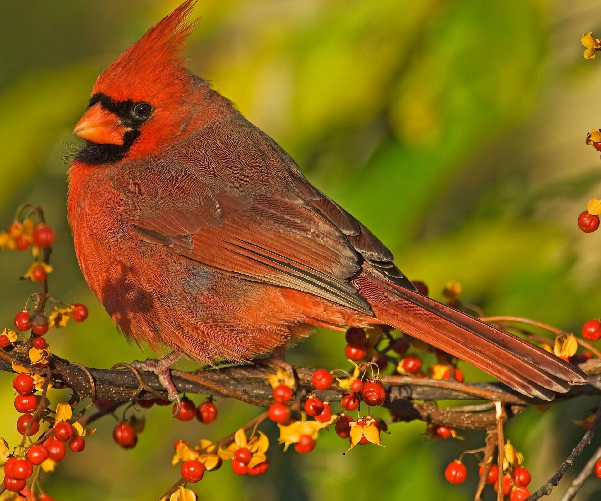 male red cardinal in tree with berries
