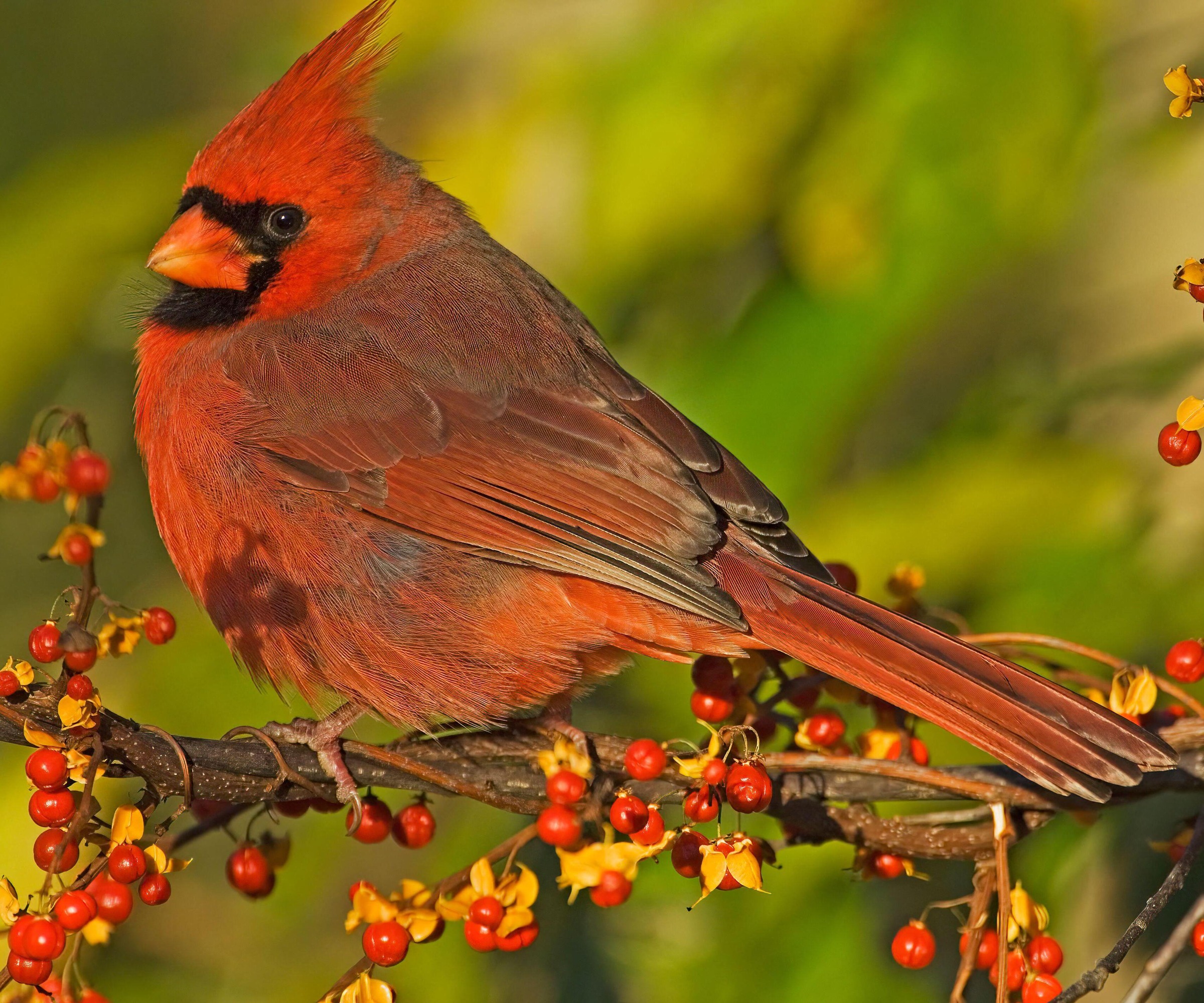 male red cardinal in tree with berries