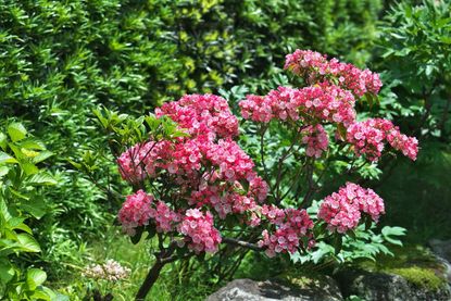 Shrub With Pink Flowers