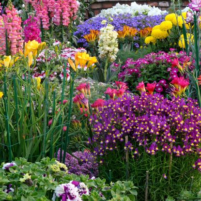 Winter flowers in multicolored Blooming in the park,New Delhi India