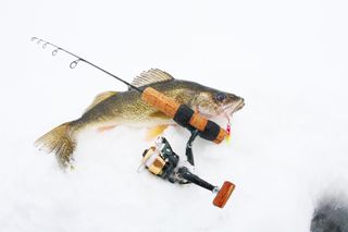 ice fishing for walleye with ice fishing jig