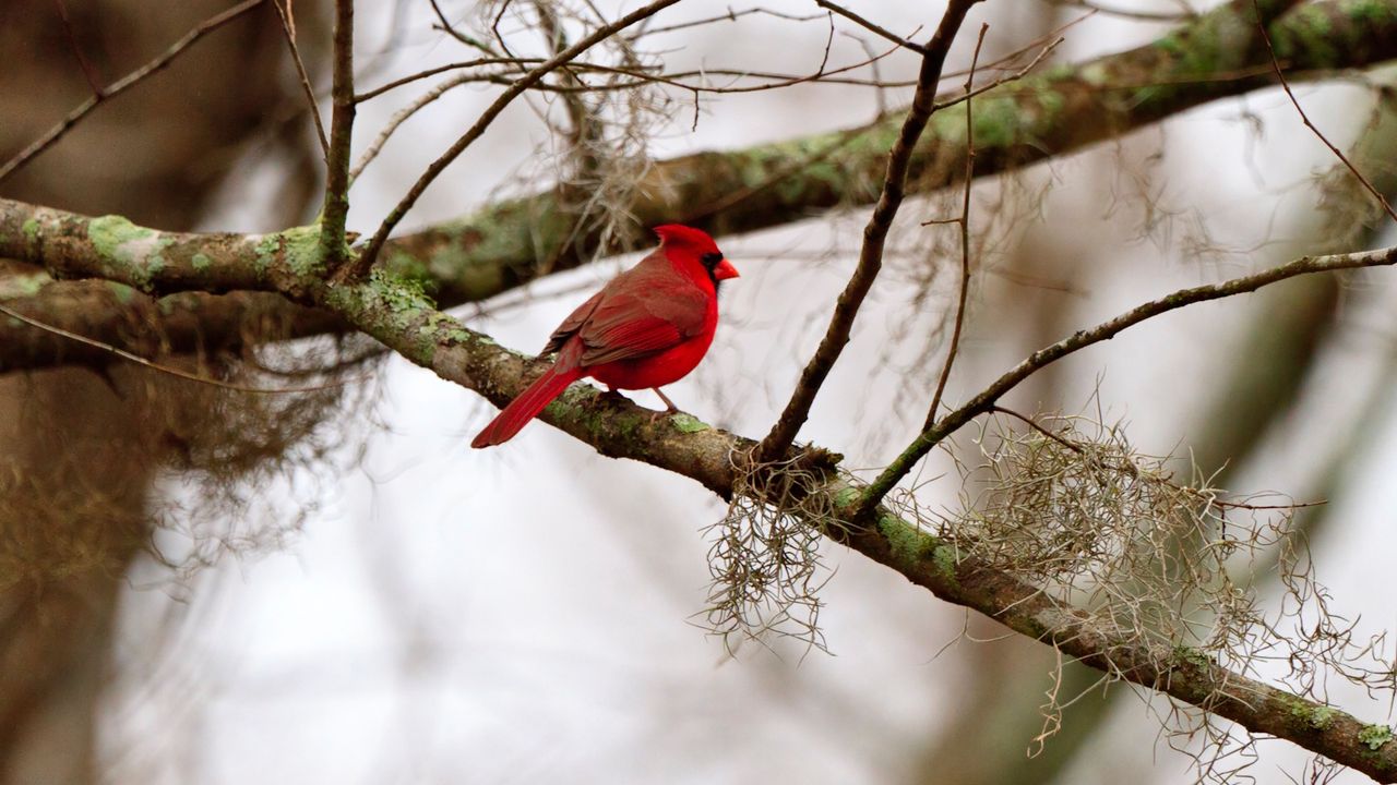 Northern cardinal sitting on tree branch