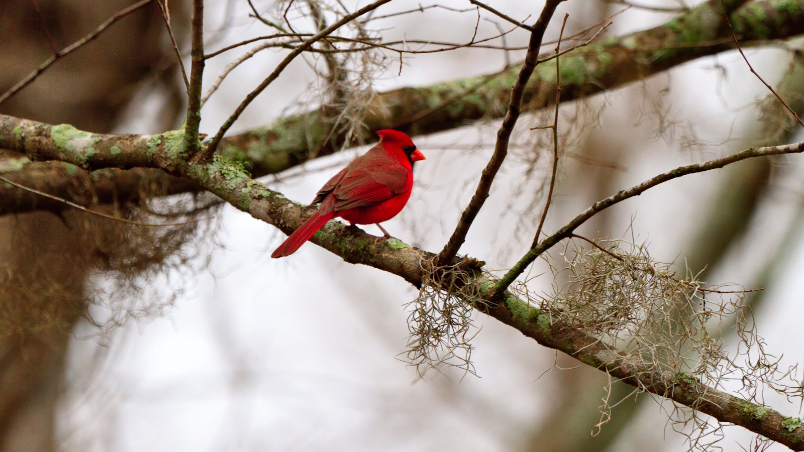 Northern cardinal sitting on tree branch