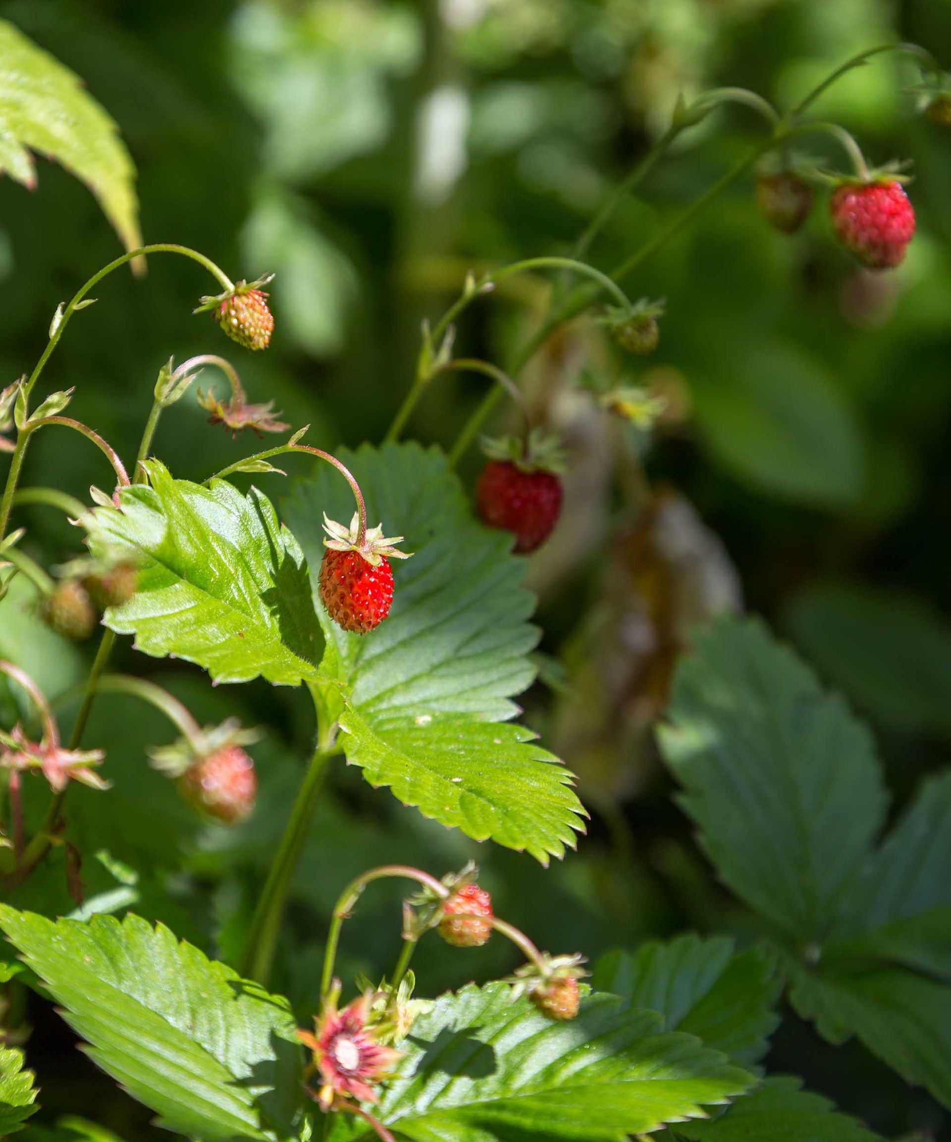 How to grow alpine strawberries: tips for healthy plants | Homes & Gardens