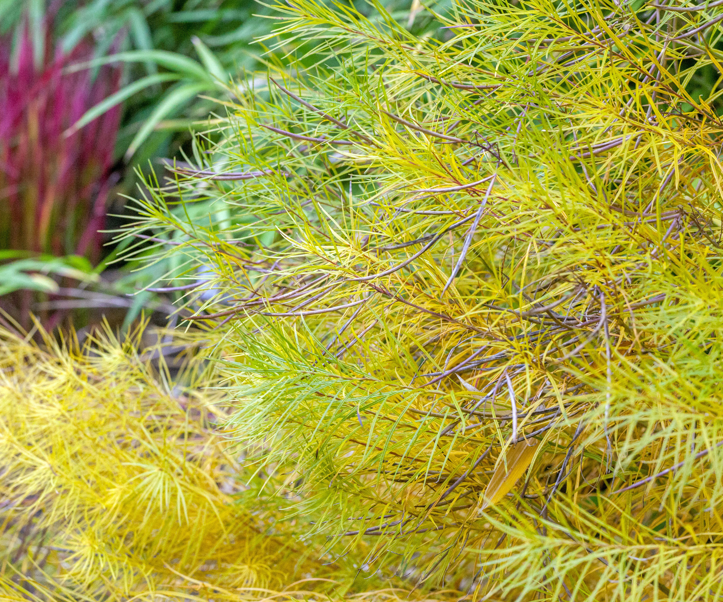 Arkansas blue star amsonia hubrichtii with bright gold foliage