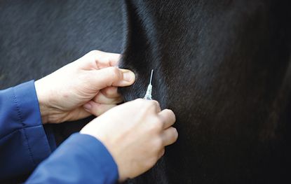 Injection equine dope testing