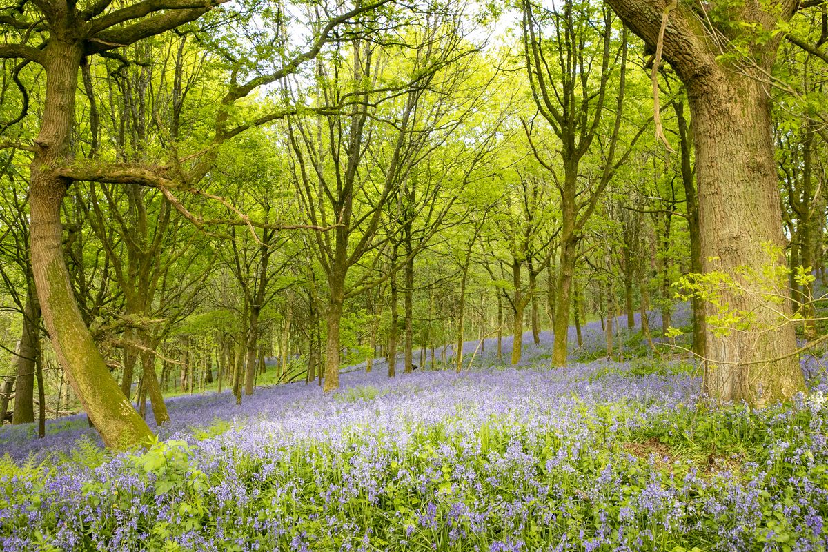 Capture beautiful photos of bluebells in the woods this Spring before ...