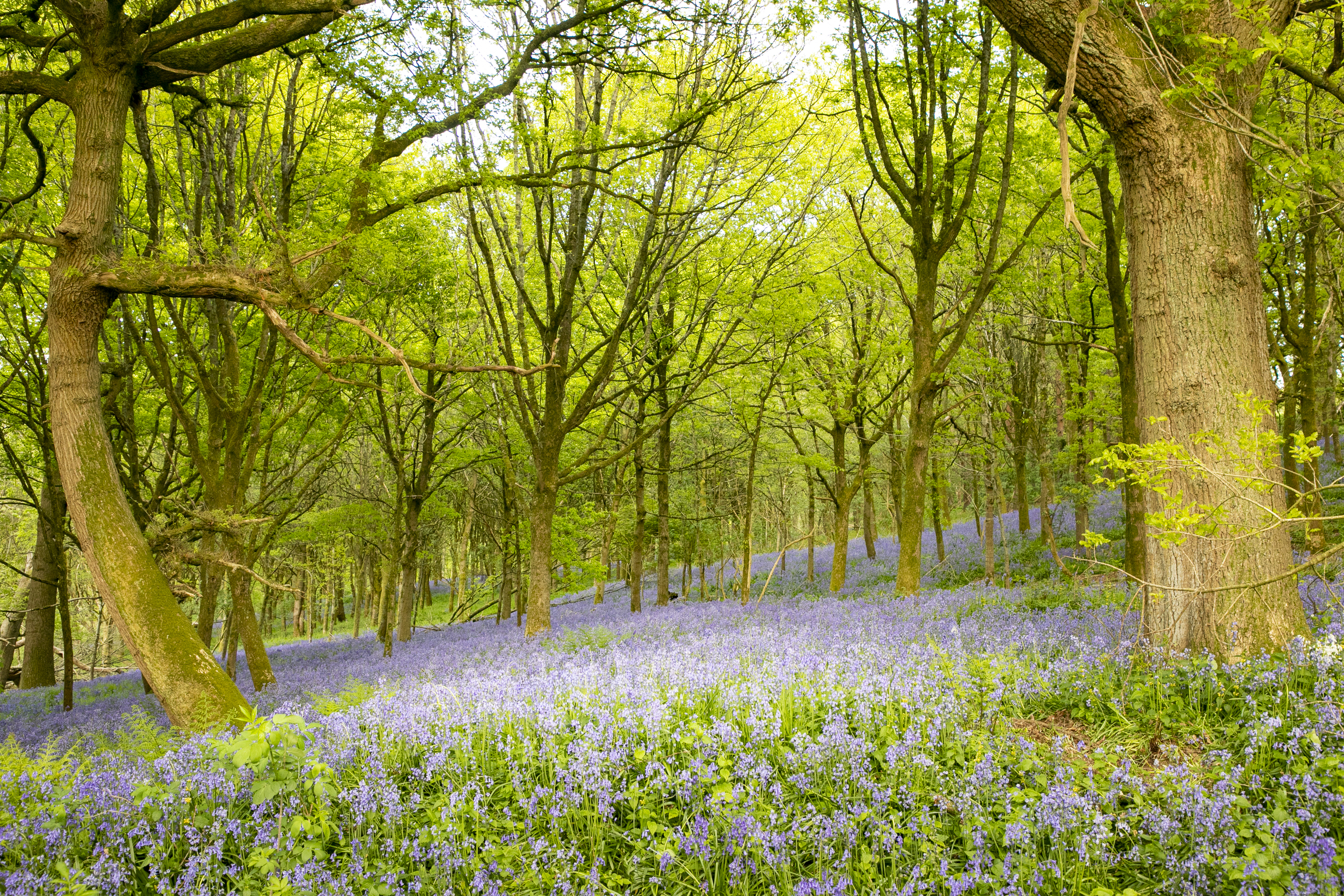 Bluebell wood scenes