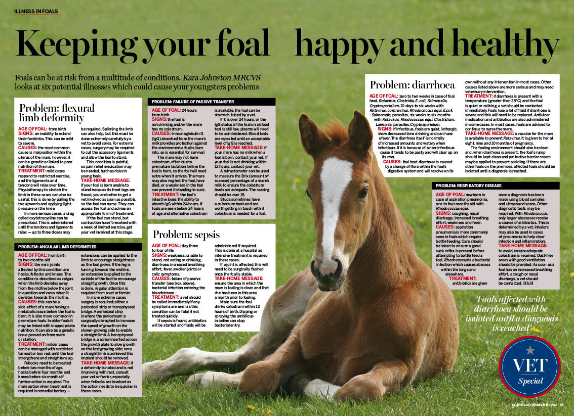 VET 2pp foal illness V2