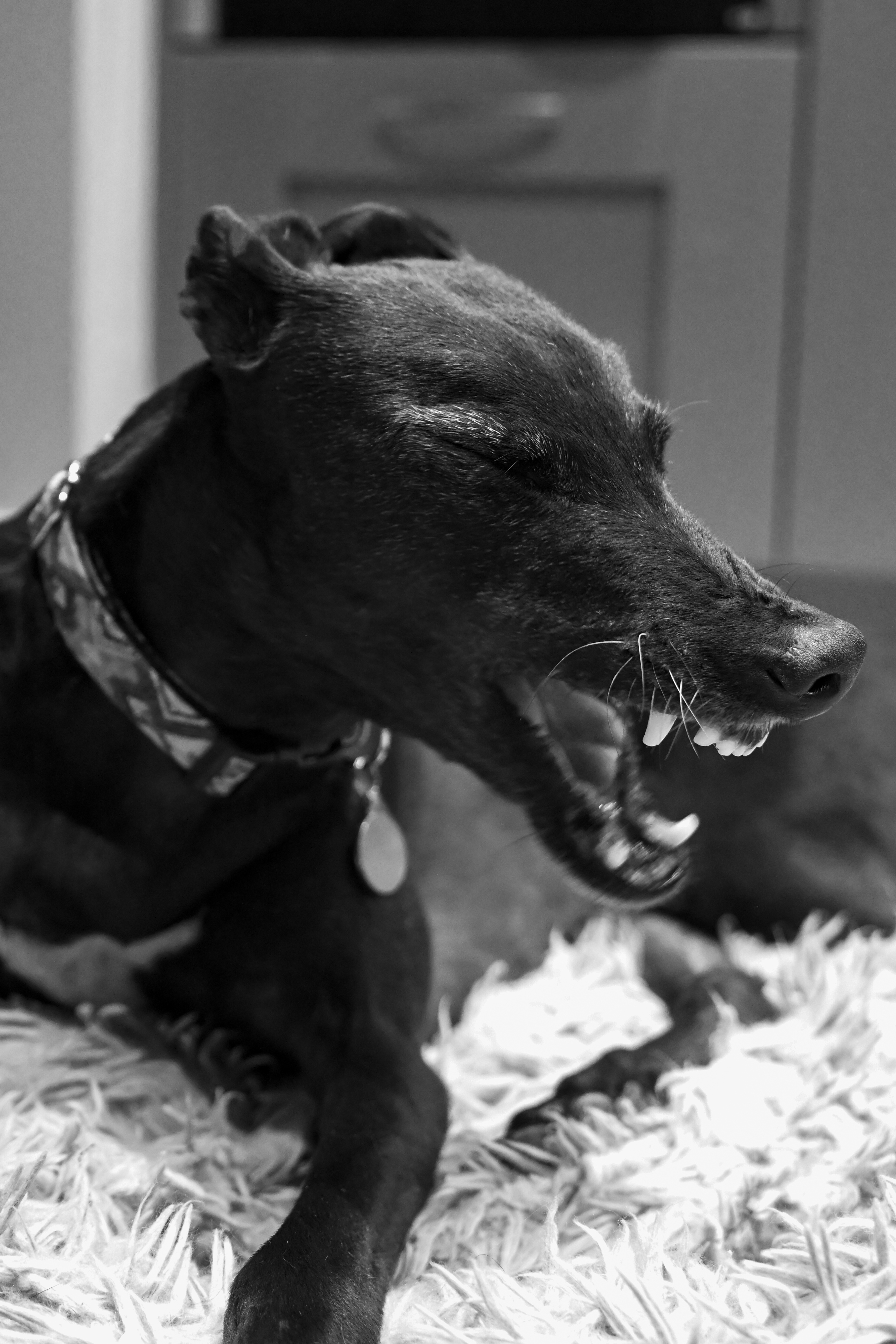 A black and white photo of a greyhound yawning, taken on the Nikon Z50II