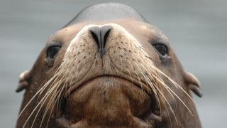 close up photo of a sea lion looking at the camera