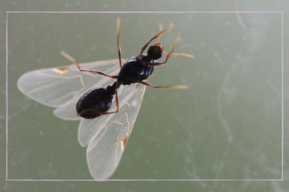 A close up of a flying ant on a window pane