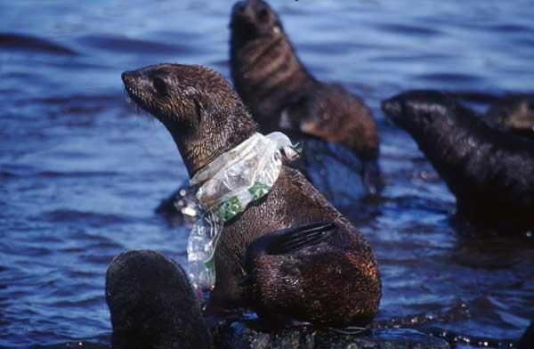 seal-plastic-100713-02