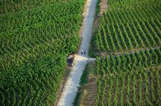 C&ocirc;te-R&ocirc;tie Gallet