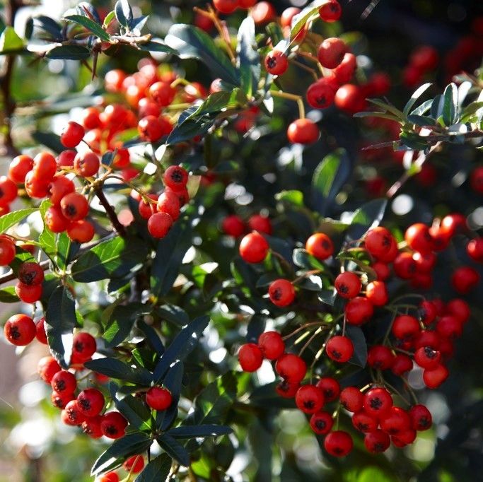 Pyracantha Coccinea 'red Cushion'