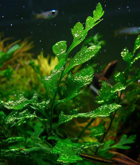 Bolbitis Water Fern In Fish Tank