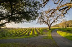 Arcadia Vineyard