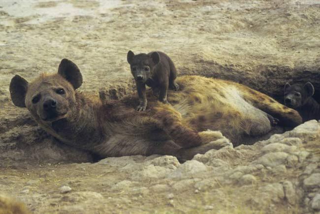 The Painful Realities of Hyena Sex | Live Science