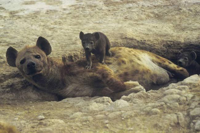 The Painful Realities Of Hyena | Live Science