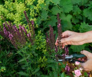 woman cutting back salvia in the garden