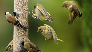 What to feed birds