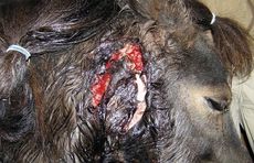 A pony suffering from strangles