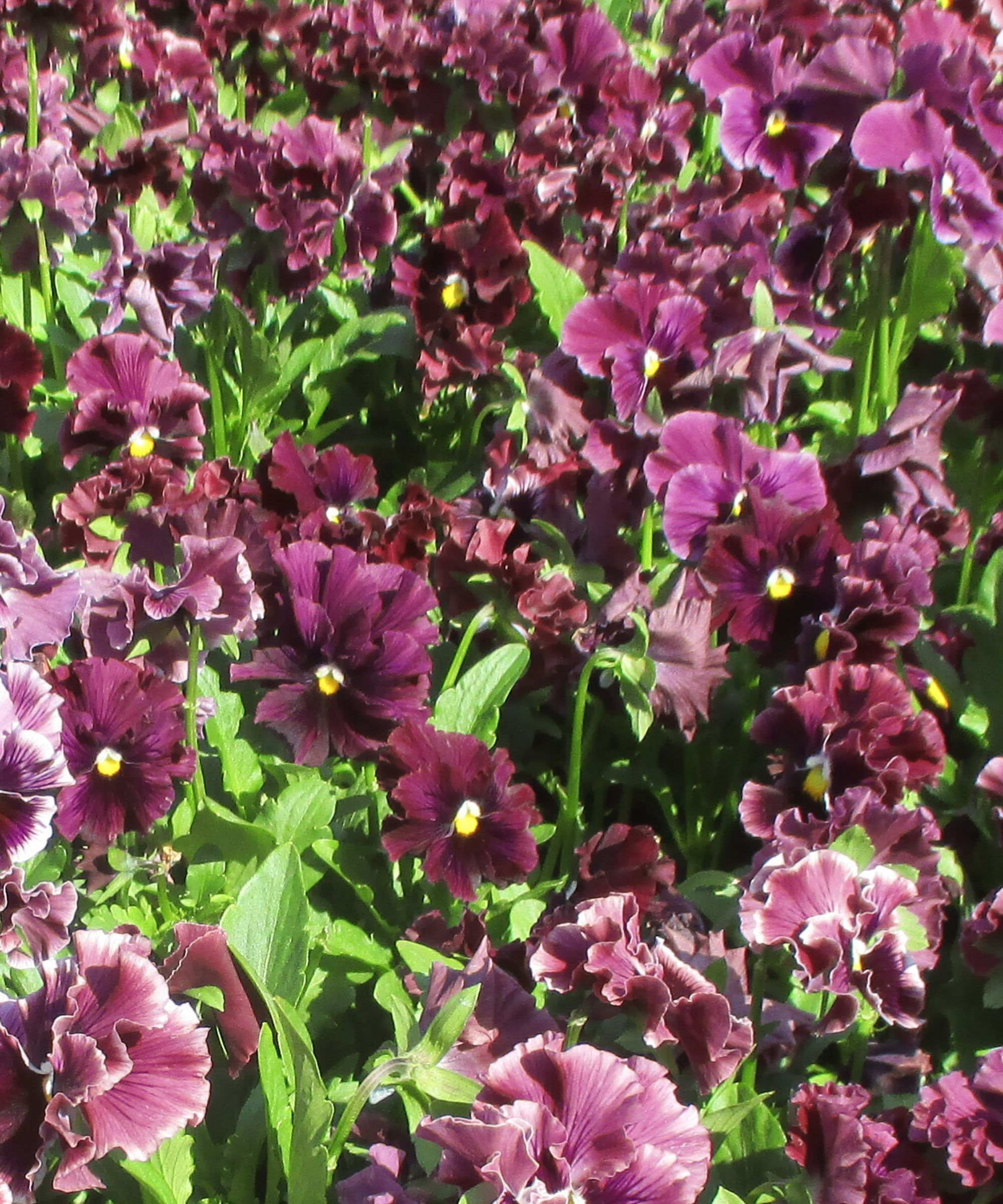 Purple pansy
