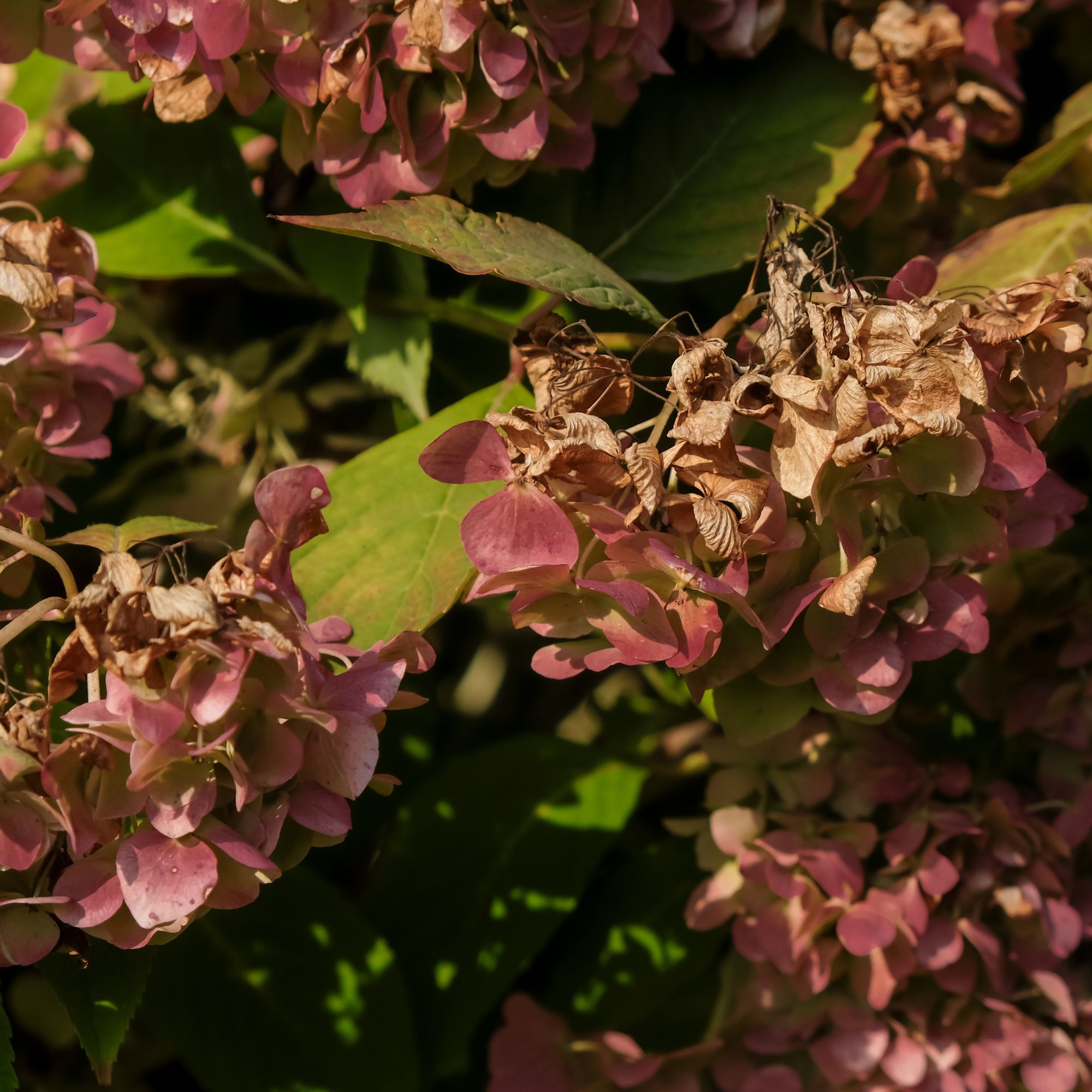 Brown dying flowers on hydrangea plant