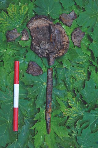 One of the two skulls found at the burial site that had a pointed, wooden stake sticking out of it.