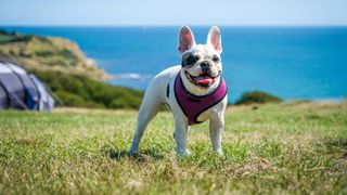 French Bulldog standing on grassy clifftop with harness on overlooking the ocean