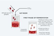 Whole bunch fermentation