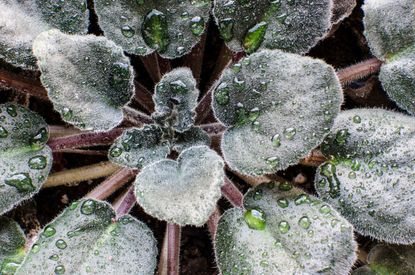 african violet water