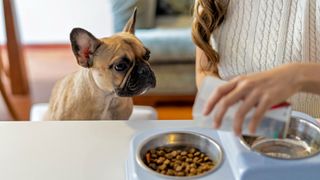 A French Bulldog waits by a countertop whole his owner, wearing a white sweater, measures out his dry food portion in a plastic cup into a dog bowl