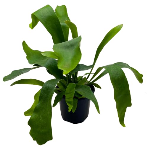 Bubbleblooms Staghorn Fern, in a 4 Inch Pot, Platycerium Bifurcatum Elkhorn