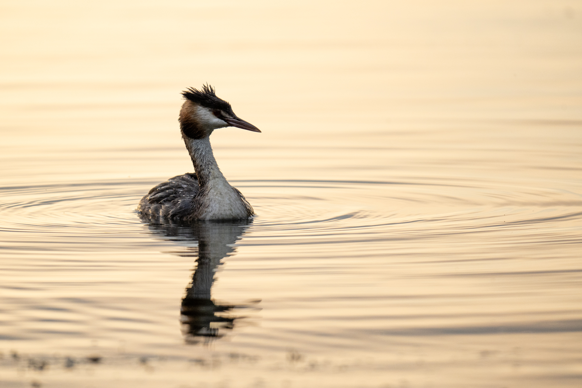 Photo of a grebe taken with the Nikkor Z 180-600mm f/5.6-6.3 VR
